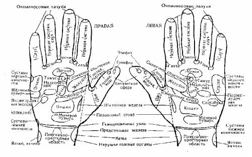 Какие пальцы на руке отвечают за какие органы человека схема расположения у женщин